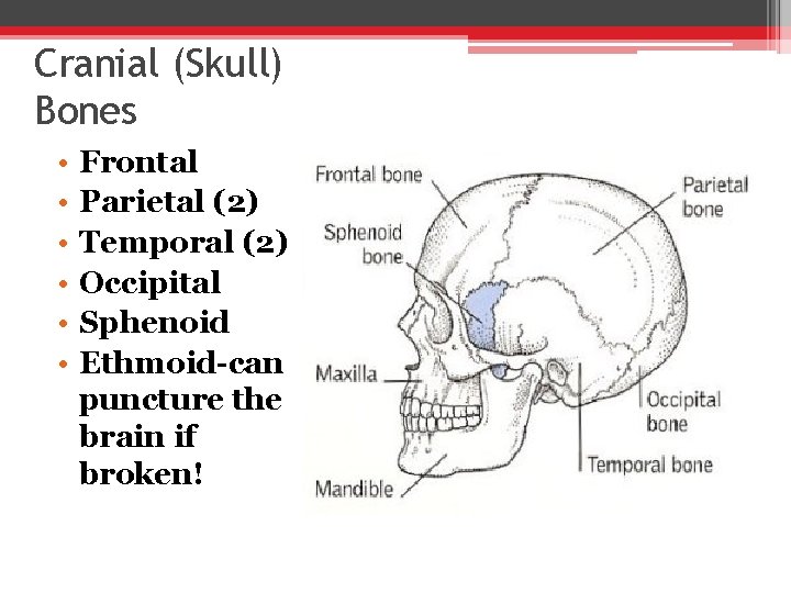 Cranial (Skull) Bones • • • Frontal Parietal (2) Temporal (2) Occipital Sphenoid Ethmoid-can