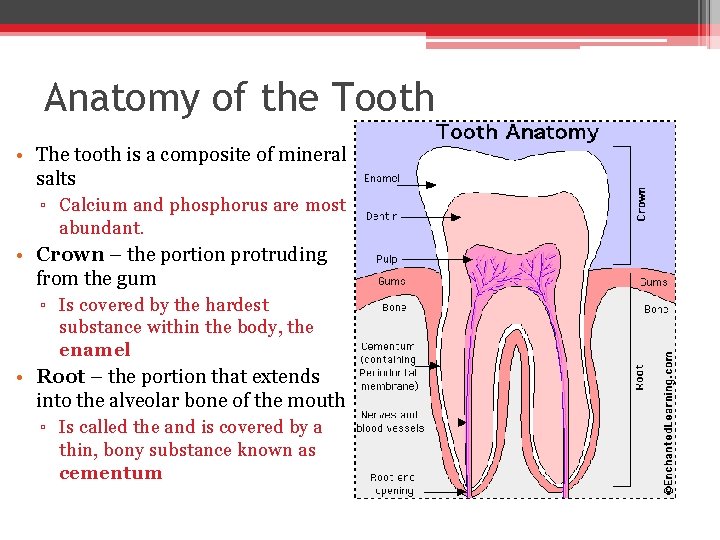 Anatomy of the Tooth • The tooth is a composite of mineral salts ▫