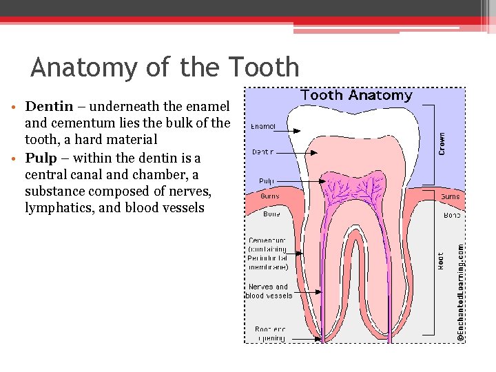 Anatomy of the Tooth • Dentin – underneath the enamel and cementum lies the