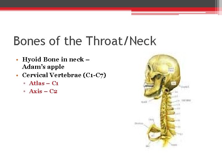 Bones of the Throat/Neck • Hyoid Bone in neck – Adam’s apple • Cervical