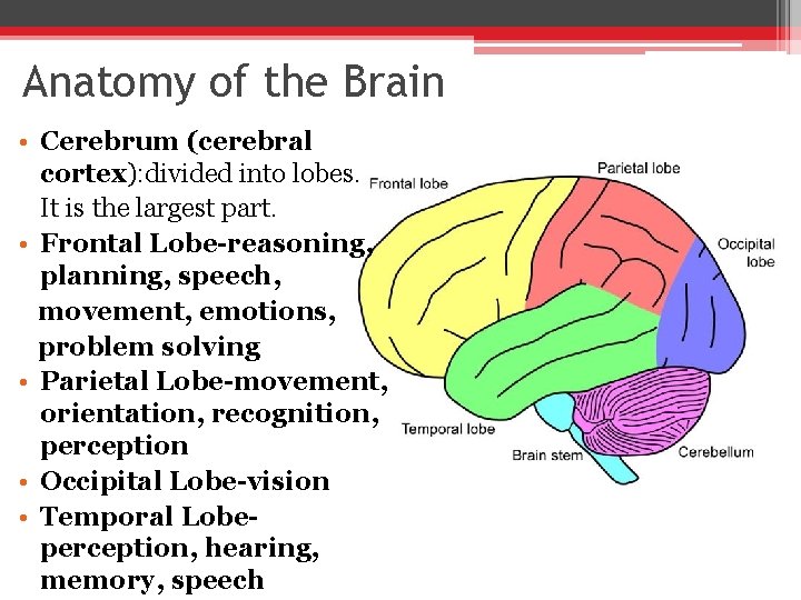 Anatomy of the Brain • Cerebrum (cerebral cortex): divided into lobes. It is the