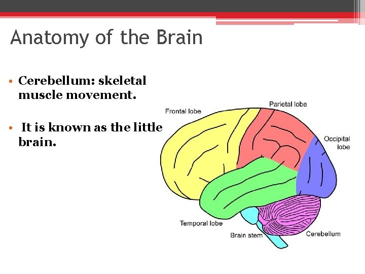 Anatomy of the Brain • Cerebellum: skeletal muscle movement. • It is known as