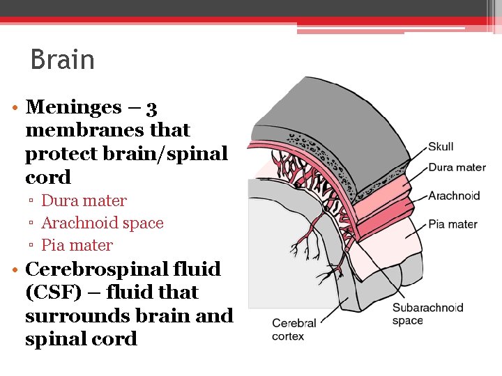 Brain • Meninges – 3 membranes that protect brain/spinal cord ▫ Dura mater ▫