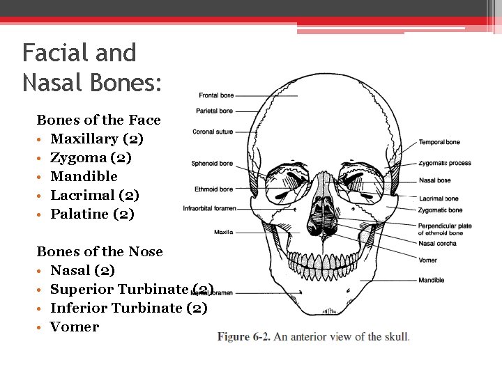 Facial and Nasal Bones: Bones of the Face • Maxillary (2) • Zygoma (2)