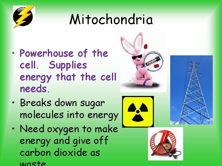 Mitochondria • Powerhouse of the cell. Supplies energy that the cell needs. • Breaks