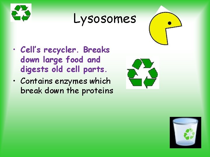 Lysosomes • Cell’s recycler. Breaks down large food and digests old cell parts. •