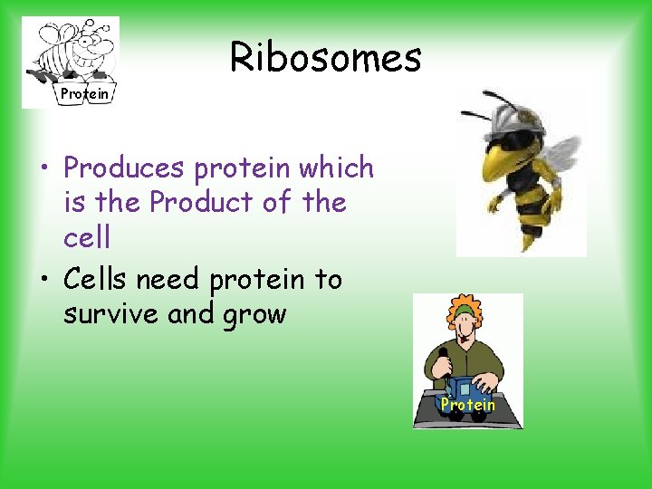 Protein Ribosomes • Produces protein which is the Product of the cell • Cells