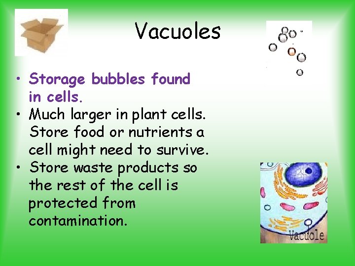 Vacuoles • Storage bubbles found in cells. • Much larger in plant cells. Store