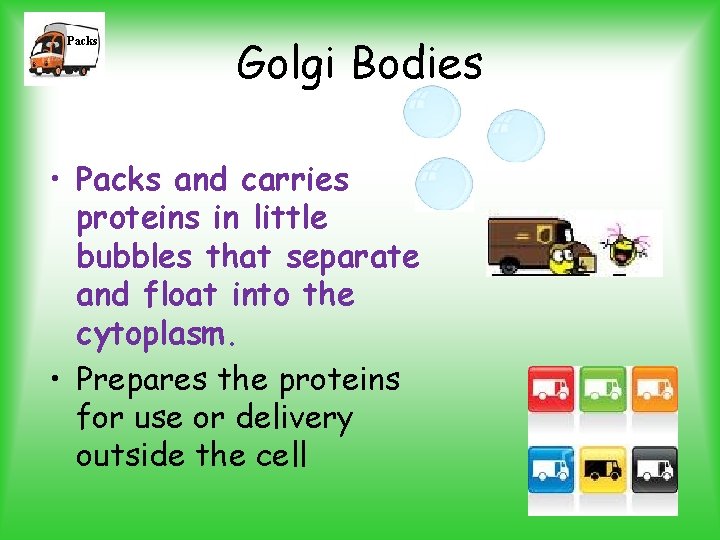 Packs Golgi Bodies • Packs and carries proteins in little bubbles that separate and