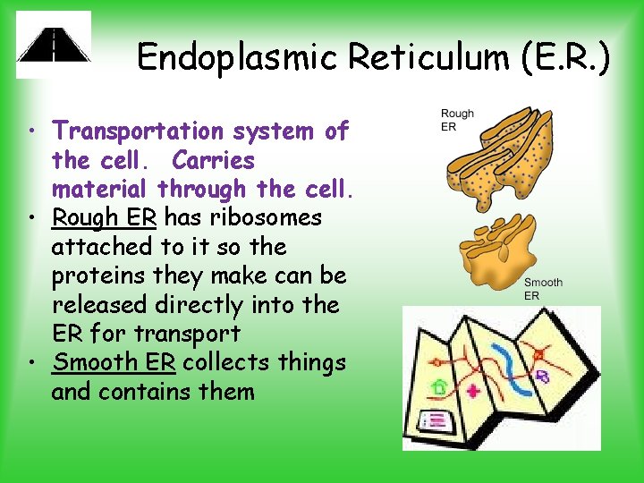 Endoplasmic Reticulum (E. R. ) • Transportation system of the cell. Carries material through