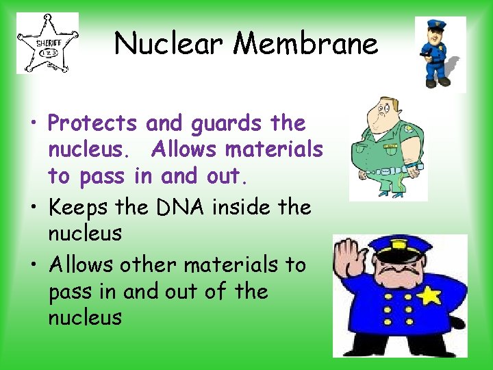 Nuclear Membrane • Protects and guards the nucleus. Allows materials to pass in and