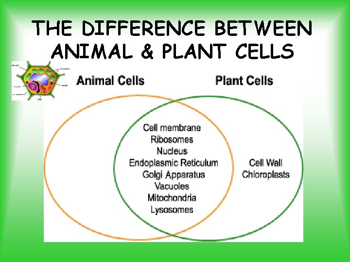 THE DIFFERENCE BETWEEN ANIMAL & PLANT CELLS 