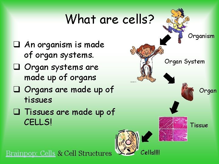 What are cells? Organism q An organism is made of organ systems. q Organ