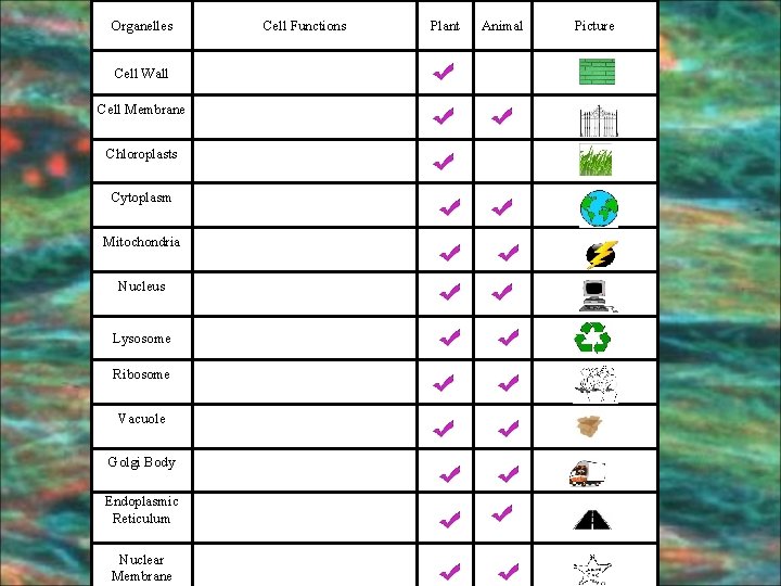 Organelles Cell Wall Cell Membrane Chloroplasts Cytoplasm Mitochondria Nucleus Lysosome Ribosome Vacuole Golgi Body
