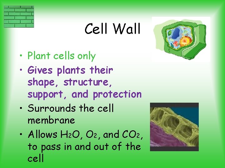 Cell Wall • Plant cells only • Gives plants their shape, structure, support, and