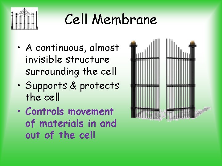 Cell Membrane • A continuous, almost invisible structure surrounding the cell • Supports &