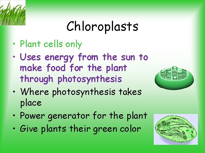 Chloroplasts • Plant cells only • Uses energy from the sun to make food