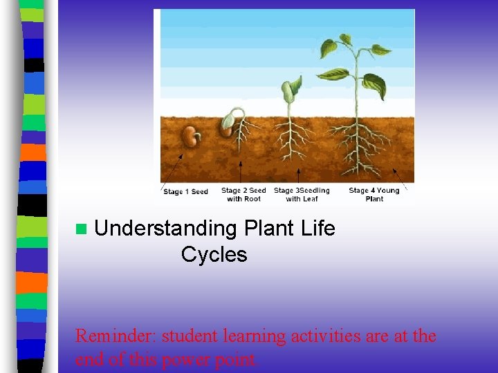 n Understanding Plant Life Cycles Reminder: student learning activities are at the end of n Understanding Plant Life Cycles Reminder: student learning activities are at the end of