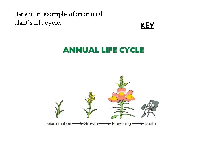 Here is an example of an annual plant’s life cycle. KEY Here is an example of an annual plant’s life cycle. KEY