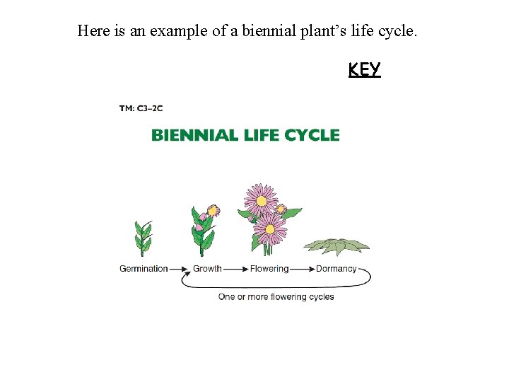 Here is an example of a biennial plant’s life cycle. KEY Here is an example of a biennial plant’s life cycle. KEY