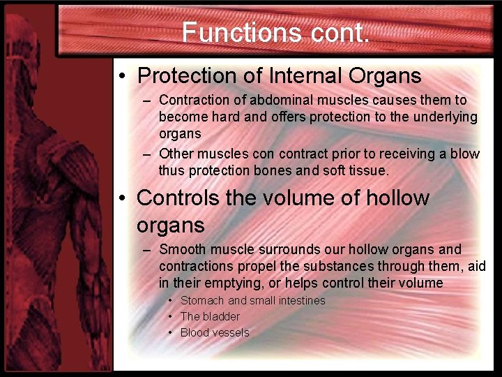 Functions cont. • Protection of Internal Organs – Contraction of abdominal muscles causes them