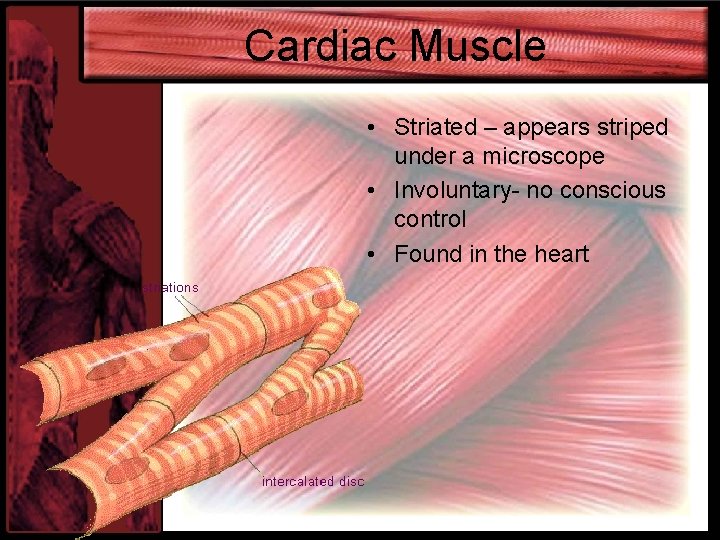 Cardiac Muscle • Striated – appears striped under a microscope • Involuntary- no conscious