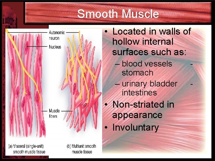 Smooth Muscle • Located in walls of hollow internal surfaces such as: – blood