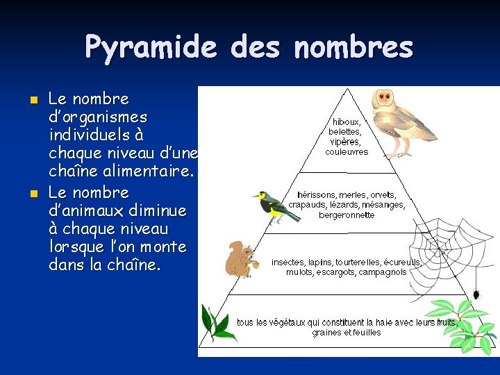 Pyramide des nombres n n Le nombre d’organismes individuels à chaque niveau d’une chaîne