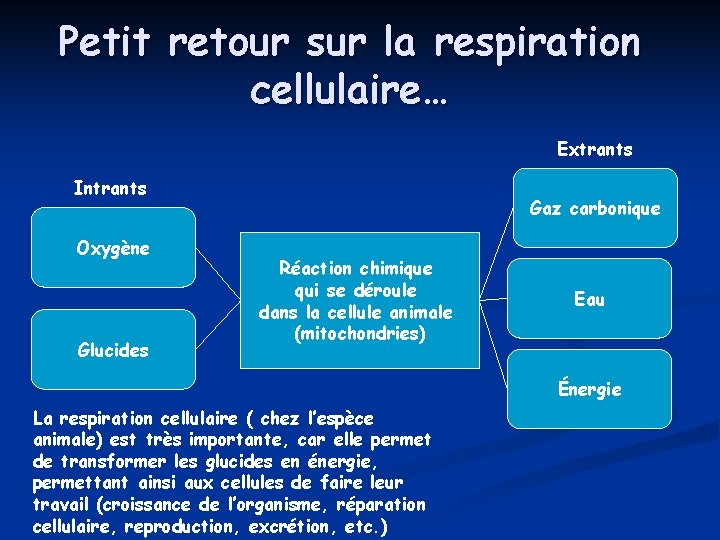 Petit retour sur la respiration cellulaire… Extrants Intrants Oxygène Glucides Gaz carbonique Réaction chimique