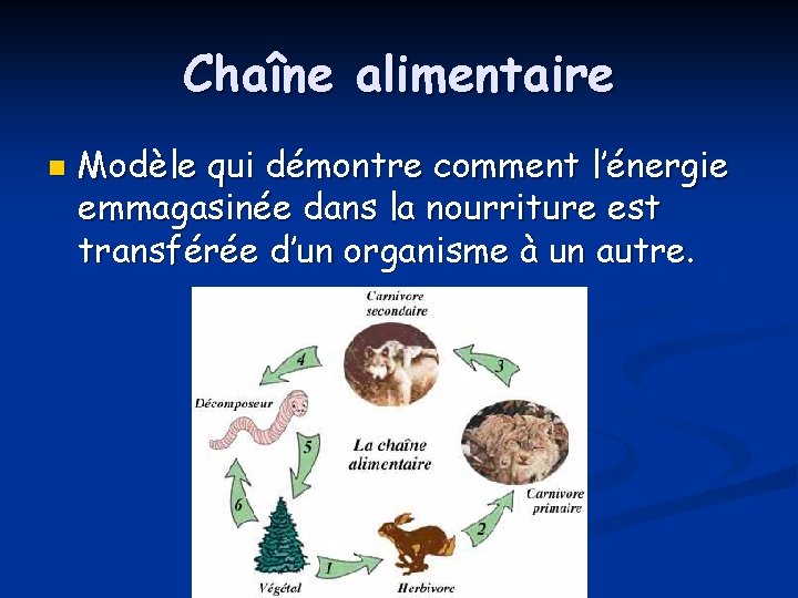 Chaîne alimentaire n Modèle qui démontre comment l’énergie emmagasinée dans la nourriture est transférée