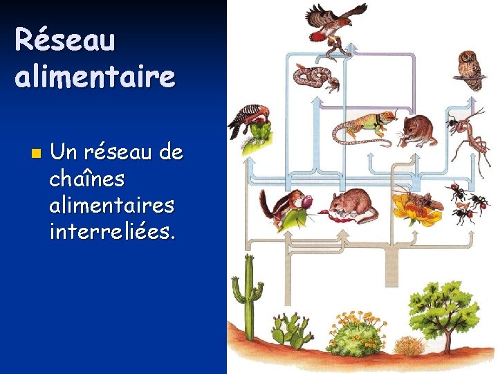 Réseau alimentaire n Un réseau de chaînes alimentaires interreliées. 