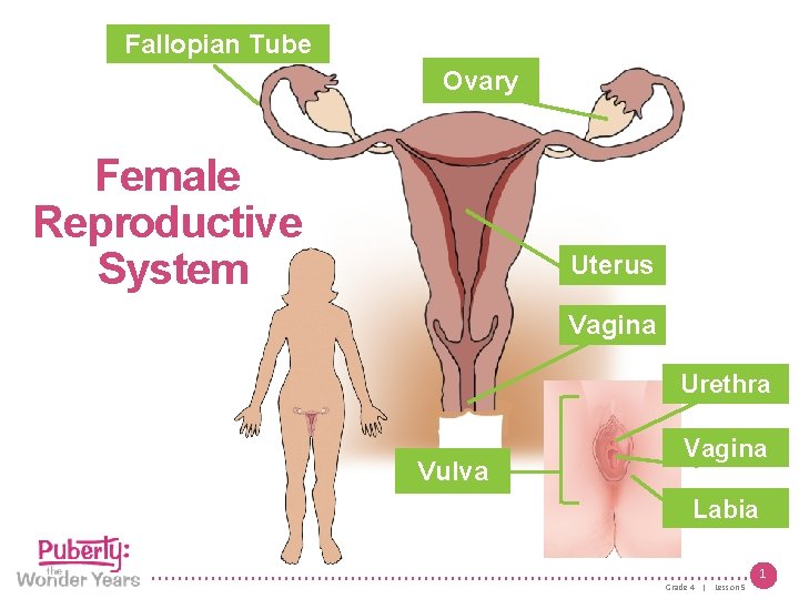 Fallopian Tube Ovary Female Reproductive System Uterus Vagina Urethra Vulva Vagina Labia 1 Grade