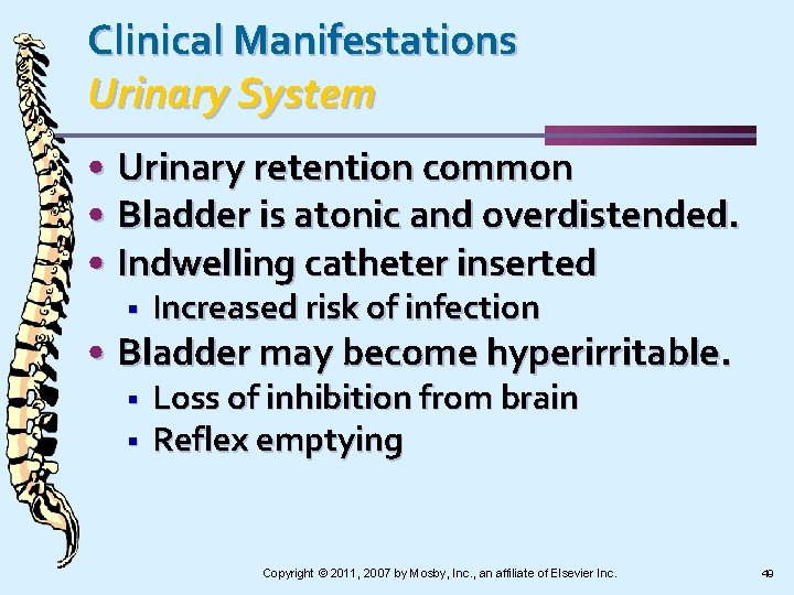 Clinical Manifestations Urinary System • Urinary retention common • Bladder is atonic and overdistended.