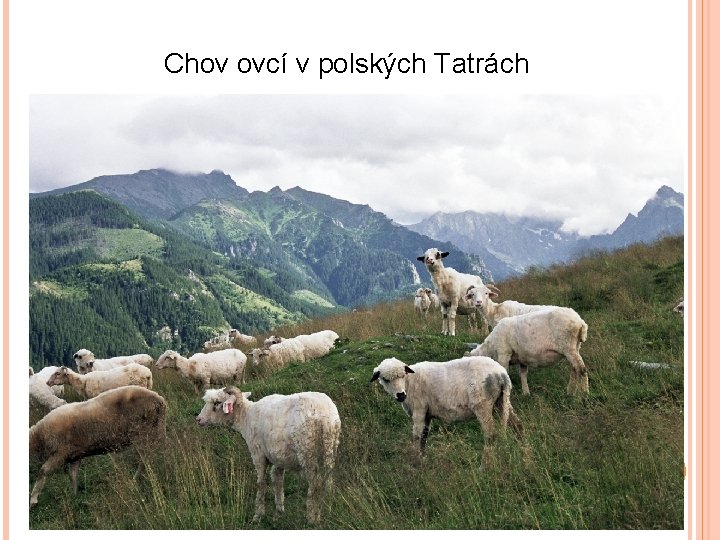 Chov ovcí v polských Tatrách 