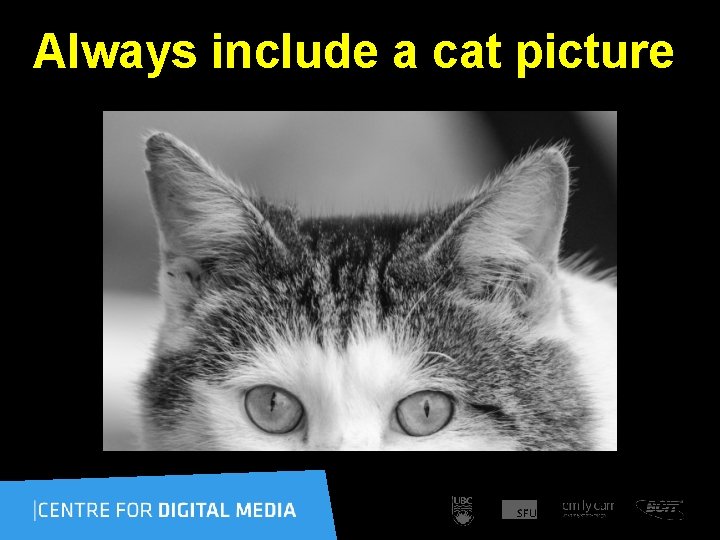  Always include a cat picture 