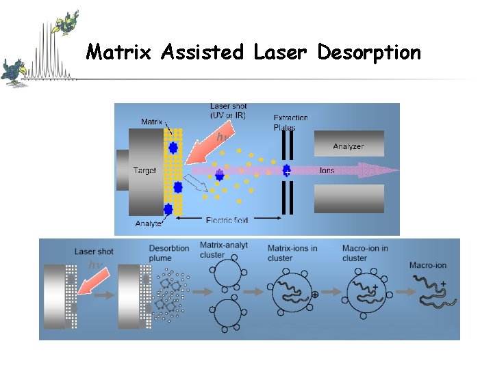 Matrix Assisted Laser Desorption Matrix Assisted Laser Desorption