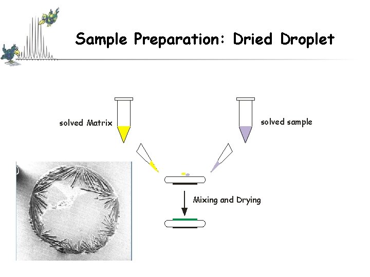 Sample Preparation: Dried Droplet solved Matrix solved sample Mixing and Drying Sample Preparation: Dried Droplet solved Matrix solved sample Mixing and Drying