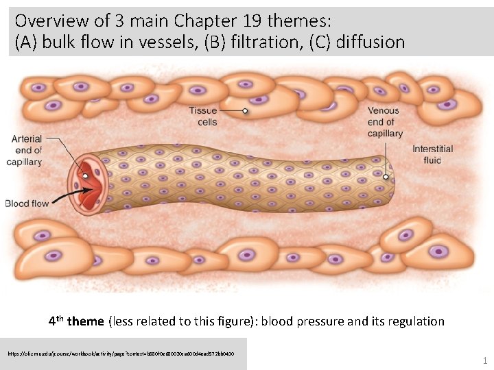 Overview of 3 main Chapter 19 themes: (A) bulk flow in vessels, (B) filtration,