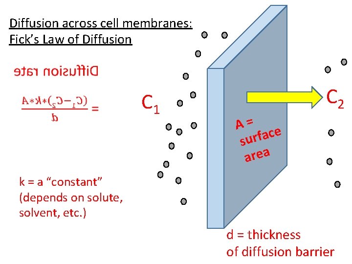 Diffusion across cell membranes: Fick’s Law of Diffusion C 1 C 2 A= e