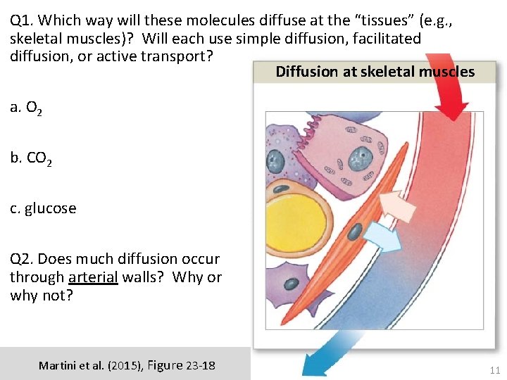 Q 1. Which way will these molecules diffuse at the “tissues” (e. g. ,