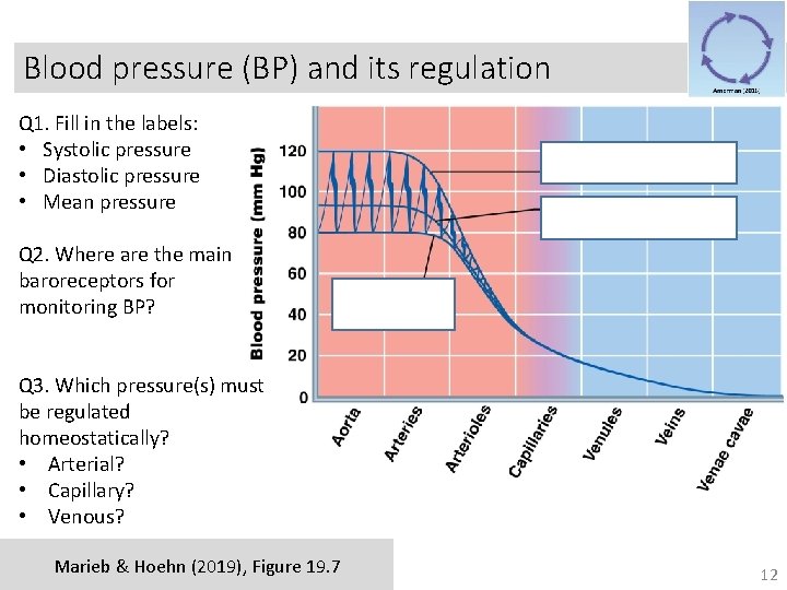 Blood pressure (BP) and its regulation Q 1. Fill in the labels: • Systolic
