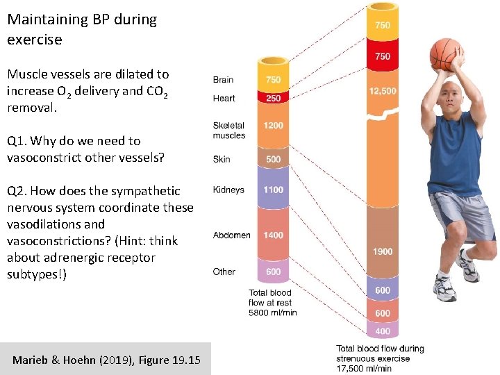 Maintaining BP during exercise Muscle vessels are dilated to increase O 2 delivery and