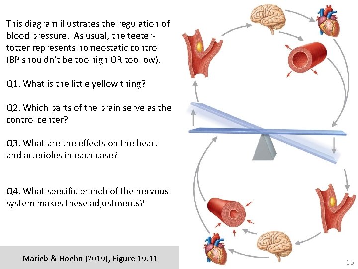 This diagram illustrates the regulation of blood pressure. As usual, the teetertotter represents homeostatic