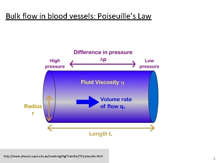 Bulk flow in blood vessels: Poiseuille’s Law http: //www. physics. usyd. edu. au/teaching/Ag/Transfer/TPpoiseuille. html