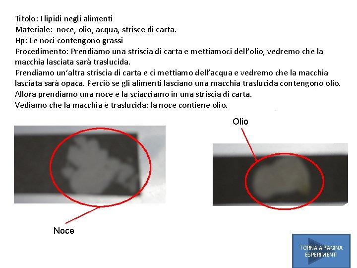 Titolo: I lipidi negli alimenti Materiale: noce, olio, acqua, strisce di carta. Hp: Le