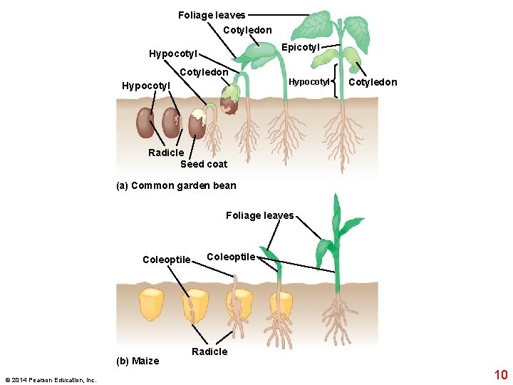 Foliage leaves Cotyledon Epicotyl Hypocotyl Cotyledon Radicle Seed coat (a) Common garden bean Foliage