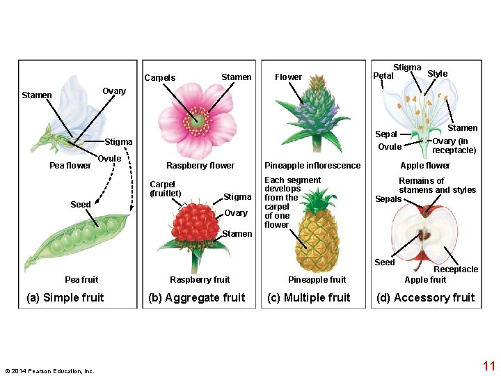 Carpels Stamen Flower Stigma Style Petal Ovary Stamen Sepal Ovule Stigma Pea flower Ovule