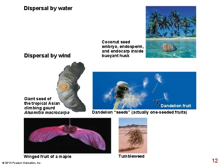 Dispersal by water Dispersal by wind Giant seed of the tropical Asian climbing gourd