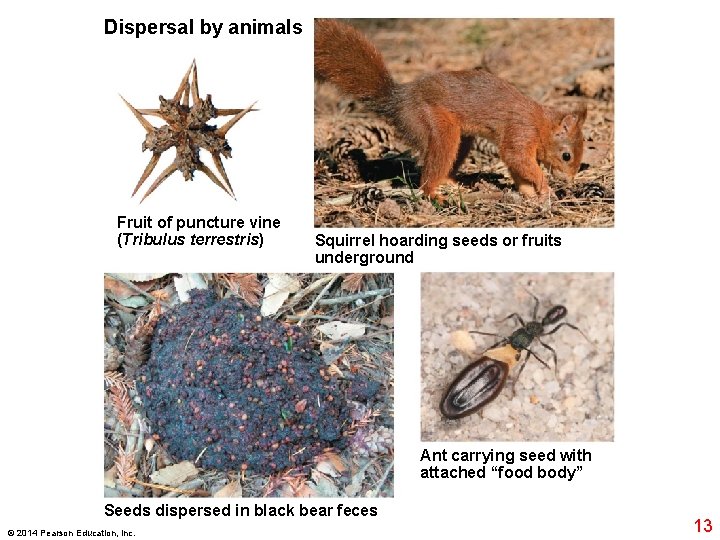 Dispersal by animals Fruit of puncture vine (Tribulus terrestris) Squirrel hoarding seeds or fruits