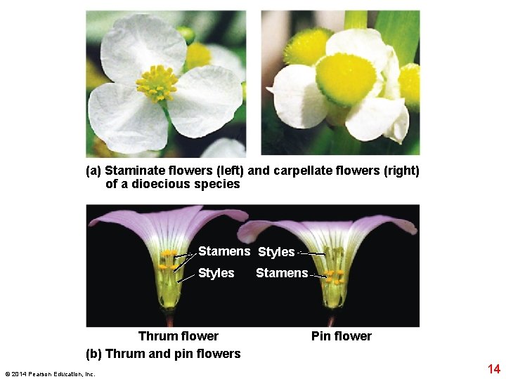 (a) Staminate flowers (left) and carpellate flowers (right) of a dioecious species Stamens Styles